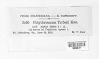 Polythrincium trifolii image